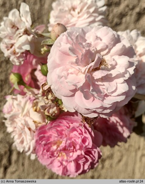 Rosa hort. Dorothy Perkins