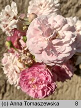 Rosa hort. Dorothy Perkins