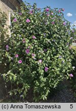 Hibiscus syriacus (ketmia syryjska)