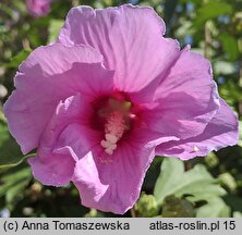 Hibiscus syriacus (ketmia syryjska)