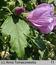 Hibiscus syriacus (ketmia syryjska)