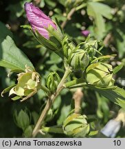 Hibiscus syriacus (ketmia syryjska)