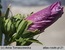 Hibiscus syriacus (ketmia syryjska)