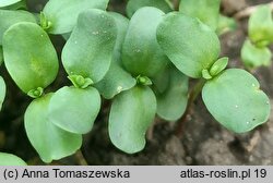 Linum flavum (len złocisty)