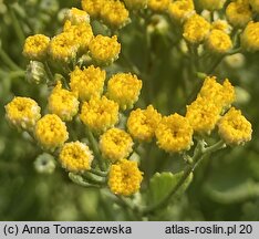 Tanacetum balsamita (wrotycz balsamiczny)