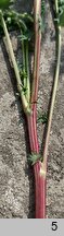 Sanguisorba minor s.str. (krwiściąg mniejszy)