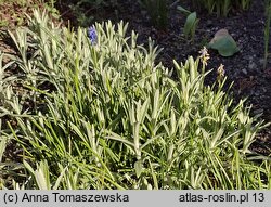 Anaphalis margaritacea (anafalis perłowy)