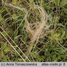 Stipa joannis (ostnica Jana)