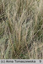 Stipa joannis (ostnica Jana)