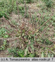 Cynoglossum officinale (ostrzeń pospolity)