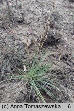 Anthericum liliago (pajęcznica liliowata)