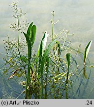 Alisma gramineum (żabieniec trawolistny)