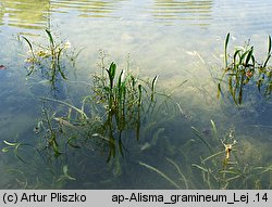 Alisma gramineum (żabieniec trawolistny)