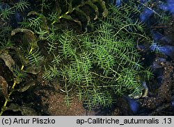 Callitriche autumnalis (rzęśl jesienna)