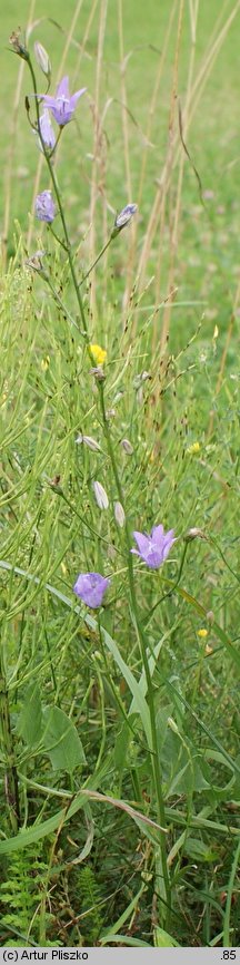 Campanula rapunculus (dzwonek rapunkuł)