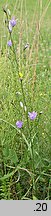 Campanula rapunculus (dzwonek rapunkuł)