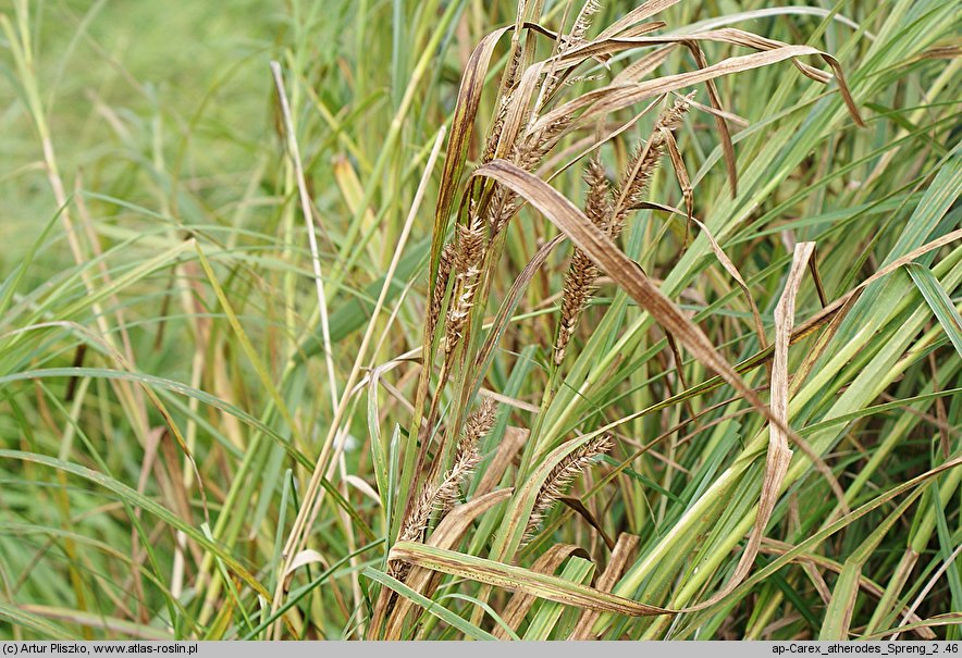 Carex atherodes (turzyca oścista)