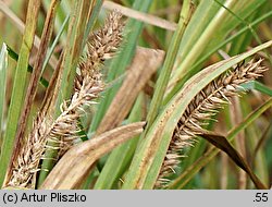 Carex atherodes (turzyca oścista)