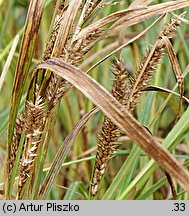 Carex atherodes (turzyca oścista)