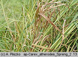 Carex atherodes (turzyca oścista)