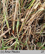 Carex atherodes (turzyca oścista)