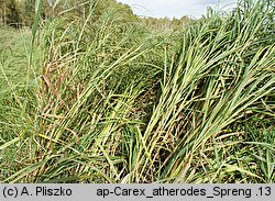Carex atherodes (turzyca oścista)