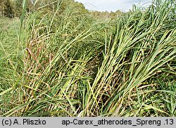 Carex atherodes (turzyca oścista)