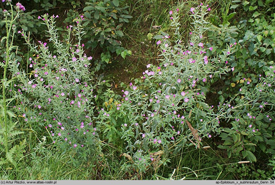 Epilobium ×subhirsutum