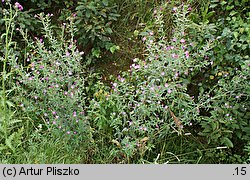 Epilobium ×subhirsutum