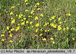 Pilosella piloselloides (kosmaczek wysoki)