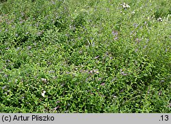 Mentha spicata (mięta zielona)