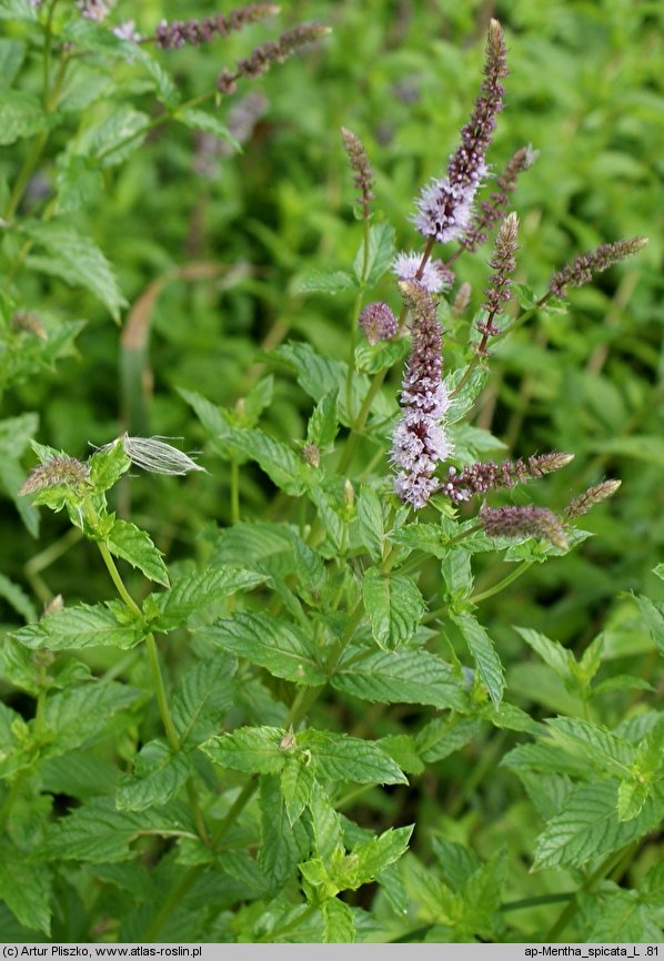 Mentha spicata (mięta zielona)