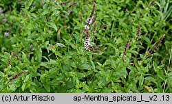 Mentha spicata (mięta zielona)