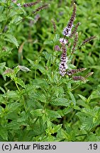 Mentha spicata (mięta zielona)