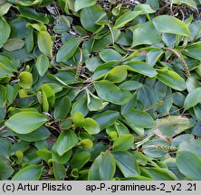 Potamogeton gramineus (rdestnica trawiasta)