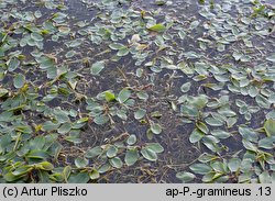 Potamogeton gramineus (rdestnica trawiasta)