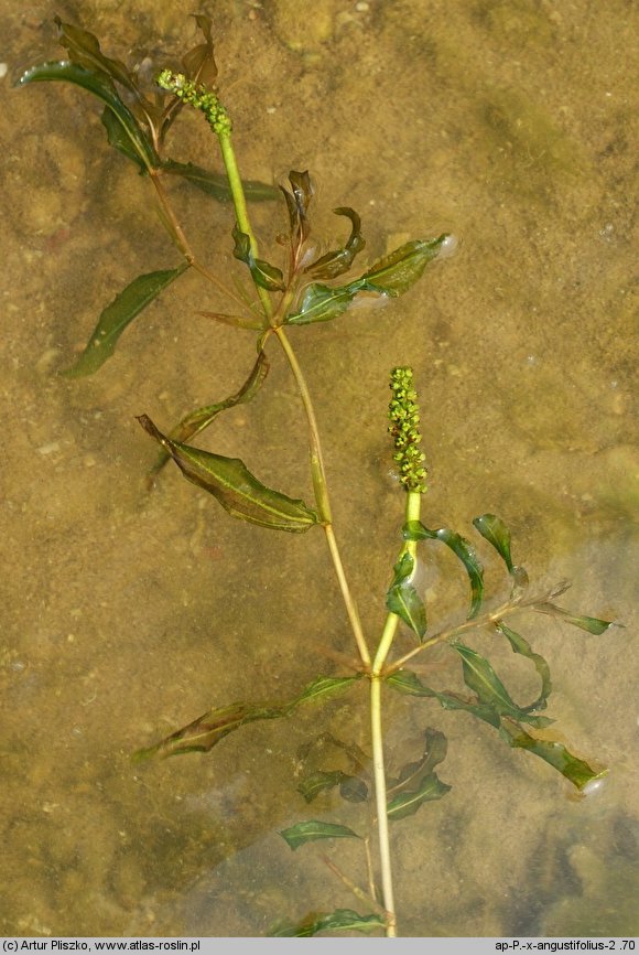 Potamogeton ×angustifolius (rdestnica wąskolistna)