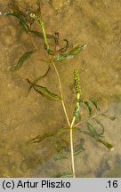 Potamogeton ×angustifolius (rdestnica wąskolistna)