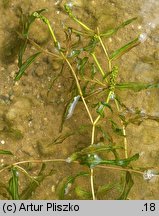 Potamogeton ×angustifolius (rdestnica wąskolistna)