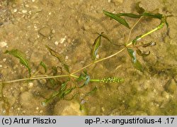 Potamogeton ×angustifolius (rdestnica wąskolistna)