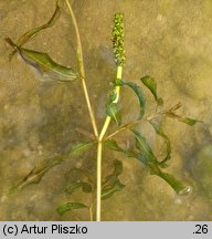 Potamogeton ×angustifolius (rdestnica wąskolistna)