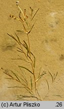 Potamogeton friesii (rdestnica szczeciolistna)