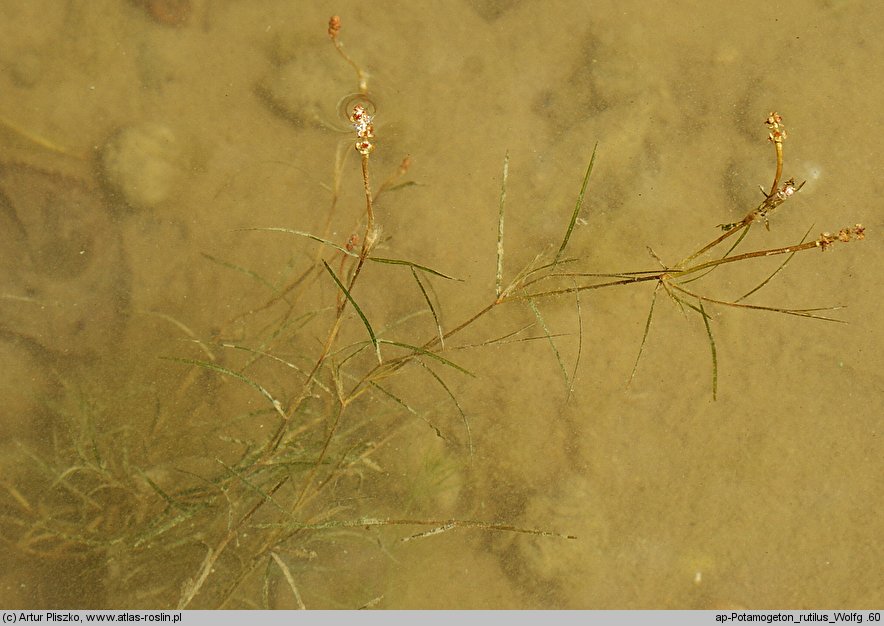 Potamogeton rutilus (rdestnica błyszcząca)