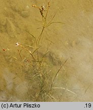 Potamogeton rutilus (rdestnica błyszcząca)