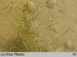 Potamogeton rutilus (rdestnica błyszcząca)