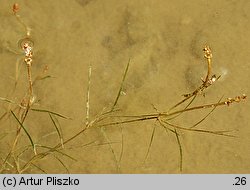 Potamogeton rutilus (rdestnica błyszcząca)