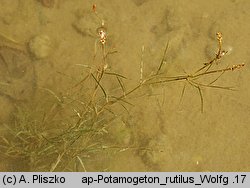 Potamogeton rutilus (rdestnica błyszcząca)