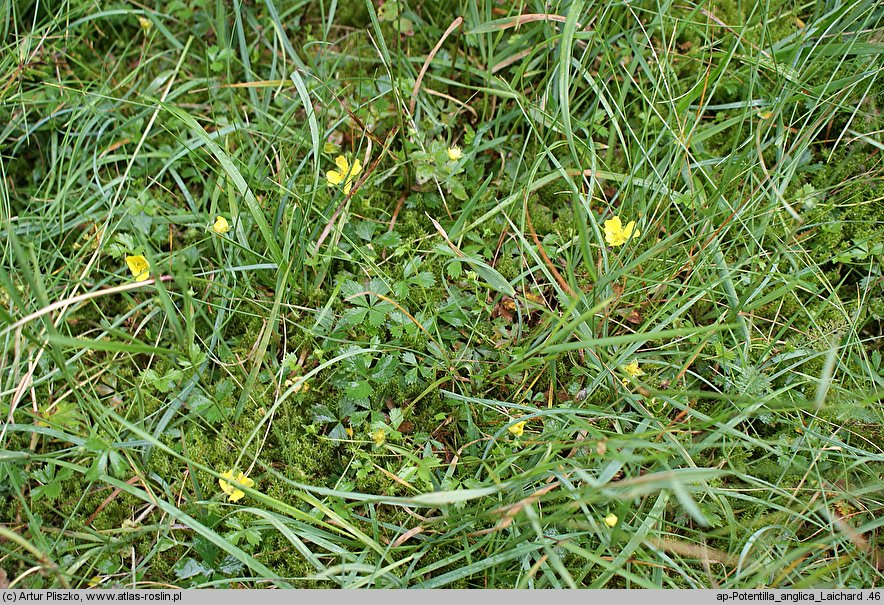 Potentilla anglica (pięciornik rozścielony)