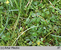 Potentilla anglica (pięciornik rozścielony)