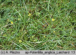 Potentilla anglica (pięciornik rozścielony)